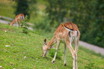 Red deer pack while eating