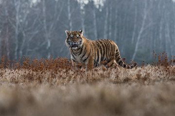 Fototapeta premium Siberian Tiger running. Beautiful, dynamic and powerful photo of this majestic animal. Set in environment typical for this amazing animal. Birches and meadows