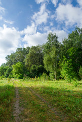 Fototapeta na wymiar Beautiful summer nature meadow with road and forest