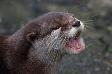 Asian /Oriental small-clawed otter (Aonyx/Amblonyx cinerea) portrait, native to South and Southeast Asia