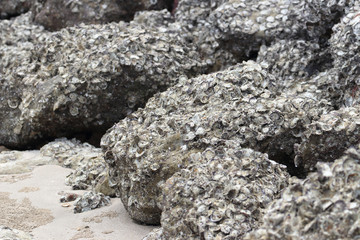 A lot of rock oyster grow on the rock near the sea beach 