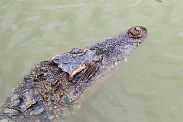 Fototapeta premium Portrait freshwater Siamese crocodile (Crocodylus siamensis) in the water, native to Southeast Asia