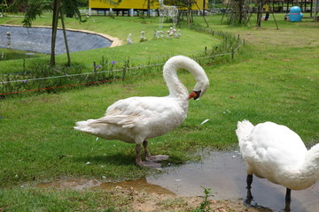 a white swan in a farm