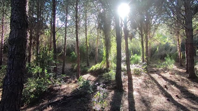Panoramic slow motion of a pine forest by the sea with the sun's rays infiltrating the tree trunks creating a magical atmosphere