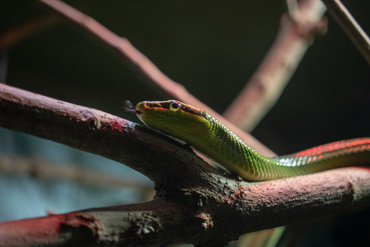 snake