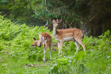 Naklejka na ściany i meble Two young deer in the forest.