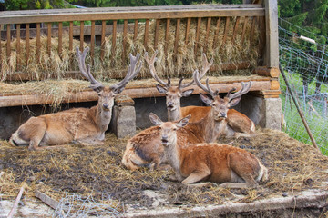 Red deer pack while dozing
