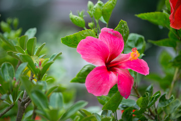 Pink Hibiscus flowers on green