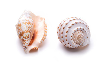 Sea natural shell, original pattern of marine life.