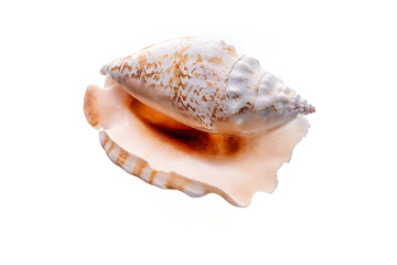 Sea natural shell, original pattern of marine life.