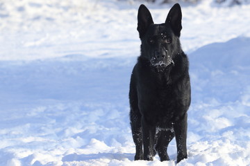 Obraz premium Adult young big black dog German Shepherd stands in snow. His head, muzzle (snout), whisker are coated with snow and ice.