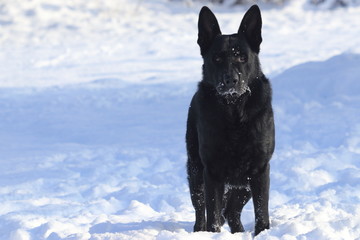 Adult young big black dog German Shepherd stands in snow. His head, muzzle (snout), whisker are coated with snow and ice.