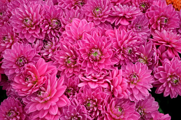 Close up of the exotic Dahlia 'Elma'