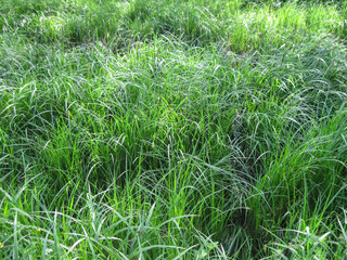 green grass with water drops