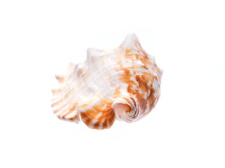 Sea natural shell, original pattern of marine life.
