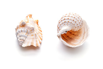 Sea natural shell, original pattern of marine life.