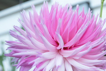 Beautiful pink dahlia Park Princess flower in summer garden