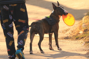 Bull terrier (male) with white and striped brown hair (fur) and black harness stands close his master with crazy trousers (pants).