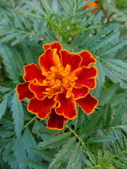 Coral black man in summer in the home garden