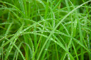 Fototapeta na wymiar background of dew drops on bright green grass