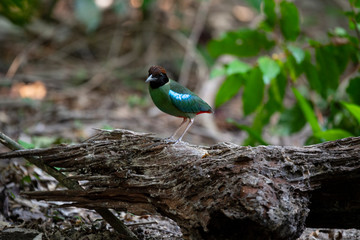Hooded pitta 