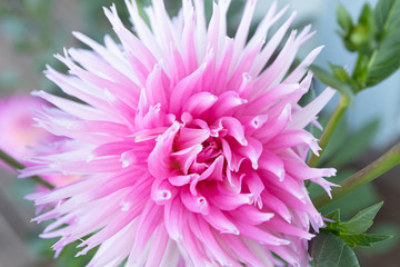 Fototapeta premium Beautiful pink dahlia Park Princess flower in summer garden