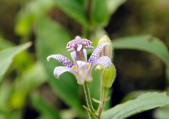 Single light purple flower with dark purple spots of the (hairy) toad lily (Tricyrtis hirta), native to central and southern Japan