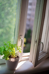 Lettuce in white pot on windowsill