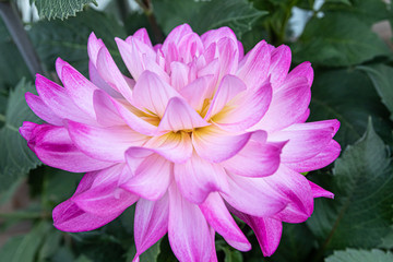 Beautiful pink dahlia Bitsy flower in summer garden