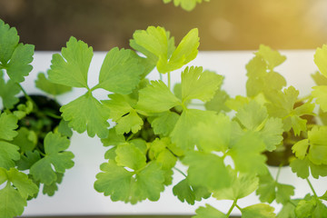 Organic vegetables.  Hydroponic planting concept