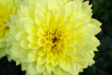 Beautiful yellow dahlia Gallery Serenade flower in summer garden