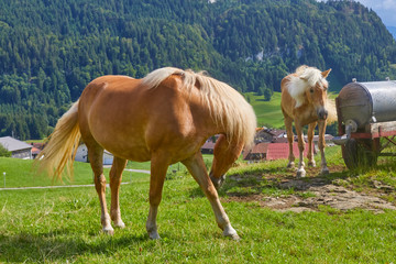 Naklejka na ściany i meble Beautiful mountain panorama with horses in Bavaria