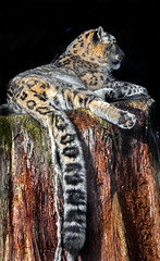 Snow leopard on the stump. Latin name - Uncia uncia