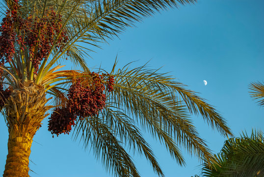 Dates on a palm tree in Egypt