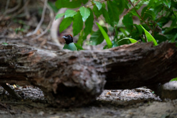 Hooded pitta