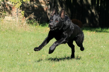 Young big black dog (German Shepherd) passionate gallop outside across garden (park, meadow) to his master with love.