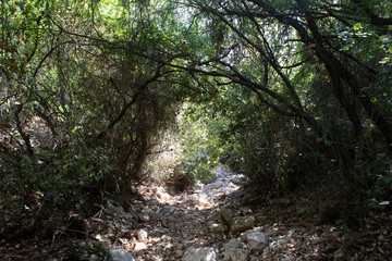 Trees making an arch shaped exit from the forest.