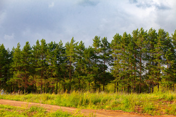 Pine forest , cloudy sky with clouds. Country road near the trees. Russia, Bashkortostan