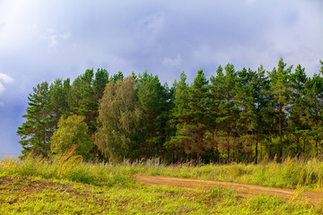 Fototapeta na wymiar Pine forest , cloudy sky with clouds. Country road near the trees. Russia, Bashkortostan