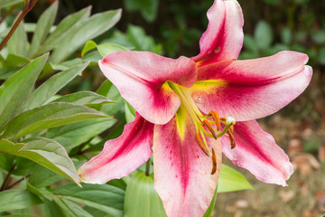 Beautiful pink lilium Anastasia in summer garden