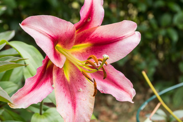 Beautiful pink lilium Anastasia in summer garden