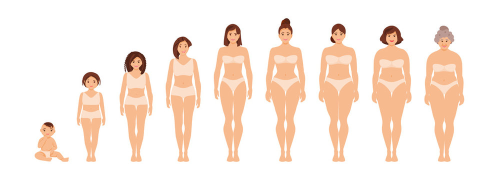 Female anatomy of different ages vector