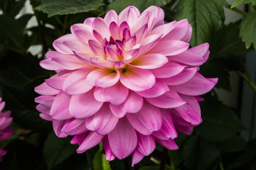 Beautiful pink dahlia Karma Prospero flower in summer garden