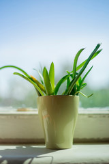 aloe leaves in green mug on windowsill