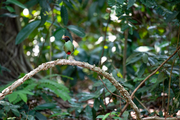 Hooded pitta 