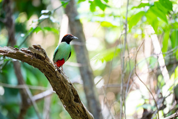 Hooded pitta 