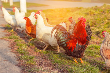 beautiful bright cock and many hens graze in the meadow