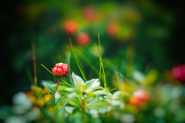 Bright beautiful cloudberries in a forest in Norway, close up, ecology and diet nutrition