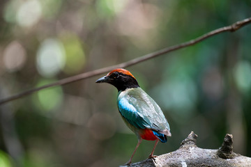 Hooded pitta