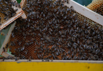 bees in hive